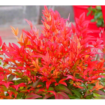 NANDINA Bajeczny bambus - sadzonki 20 / 30 cm